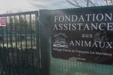 Le refuge de la Fondation assistance aux animaux rouvre ses portes