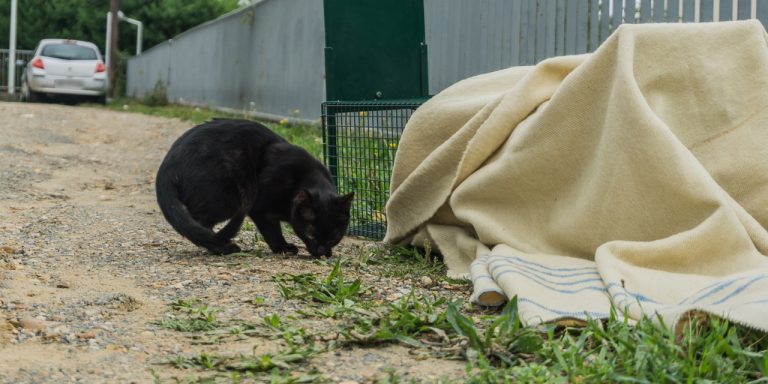 Soixante-dix chats errants capturés et stérilisés d’ici la fin de l’année