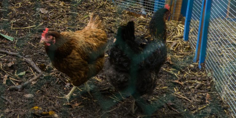 Grippe aviaire : Les propriétaires d’oiseaux appelés à la vigilance