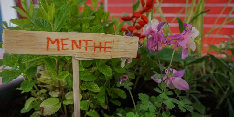 La médiathèque se transforme en « un jardin sauvage »