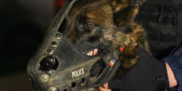 Le chien policier frappé à coups de pierres lors d’une intervention