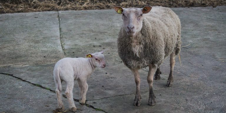 Une agnelle est née à la mini-ferme du château de Villiers
