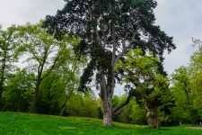Un label valorisant des arbres du parc de la Brunetterie