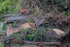 Parc de l’Orangerie : la polémique sur l’abattage d’arbres ne dégonfle pas