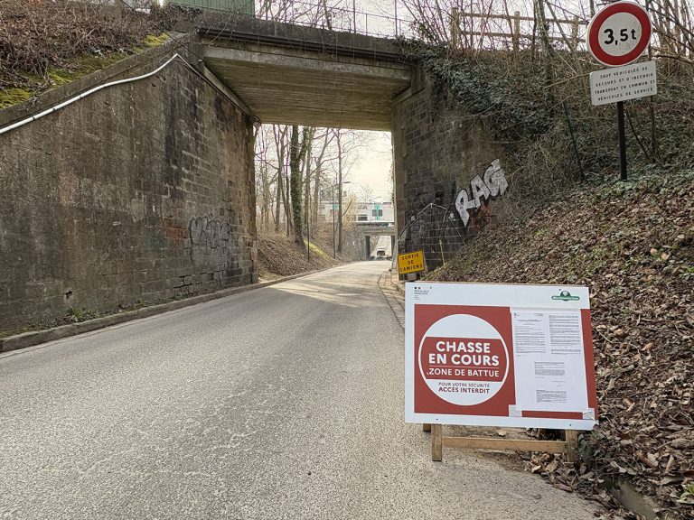 Une RD fermée le temps d’une battue de sangliers