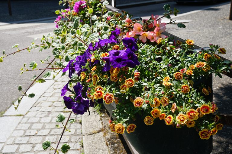 Qui vole les plantes de la Ville ?