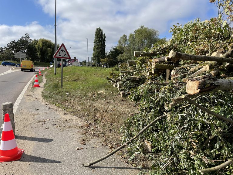 Projet du pont d’Achères : plus de 140 arbres abattus, l’opposition dénonce un « massacre »