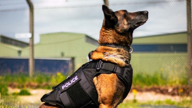 Loki, le chien policier, fait tomber un dealer local