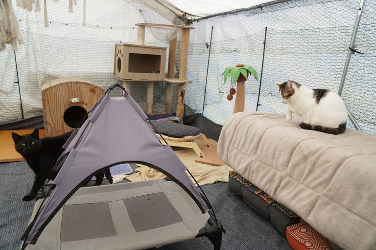 « SOS matous de Chanteloup » lutte contre la prolifération des chats errants