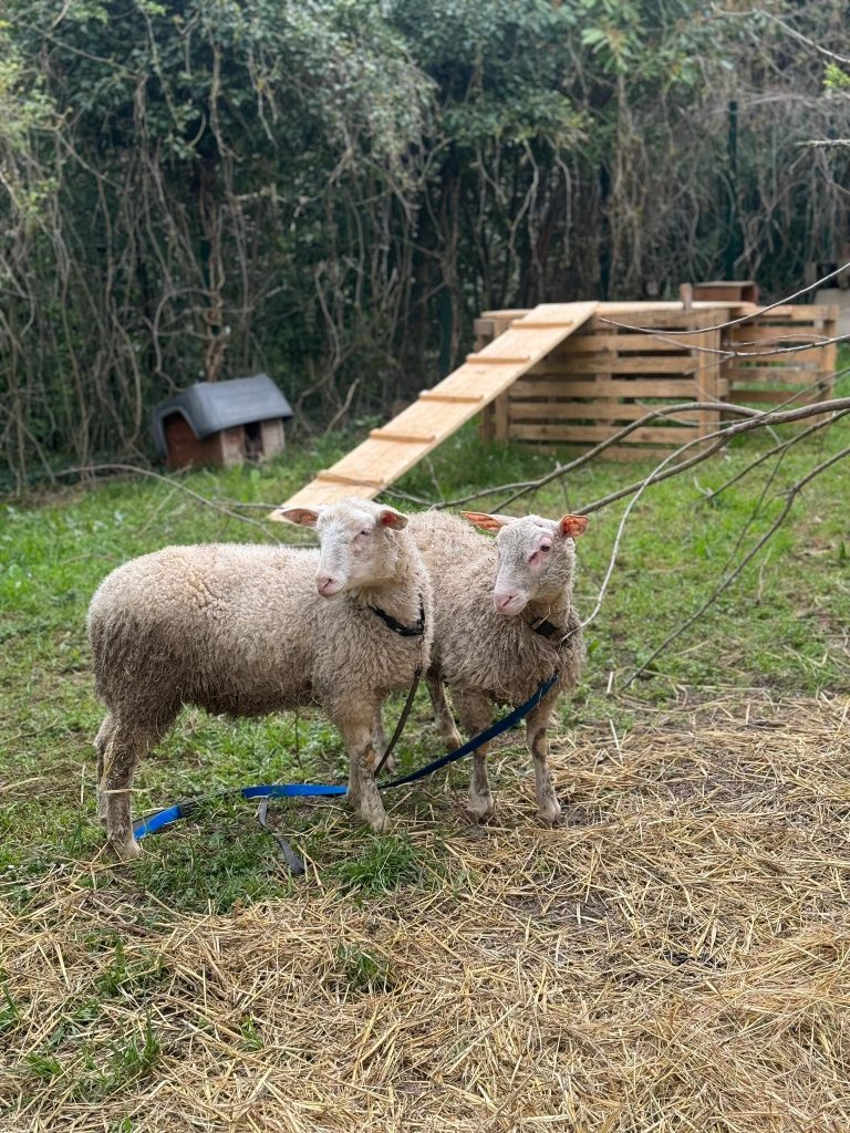 Deux moutons sauvés d’une mort certaine