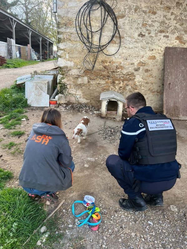 Les gendarmes démantèlent un refuge animal aux conditions indignes